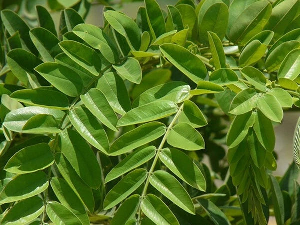 Tropical Coral Shower Cassia Grandis – Flowering Tree Seeds