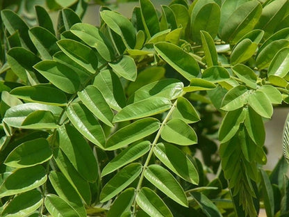 Tropical Coral Shower Cassia Grandis – Flowering Tree Seeds