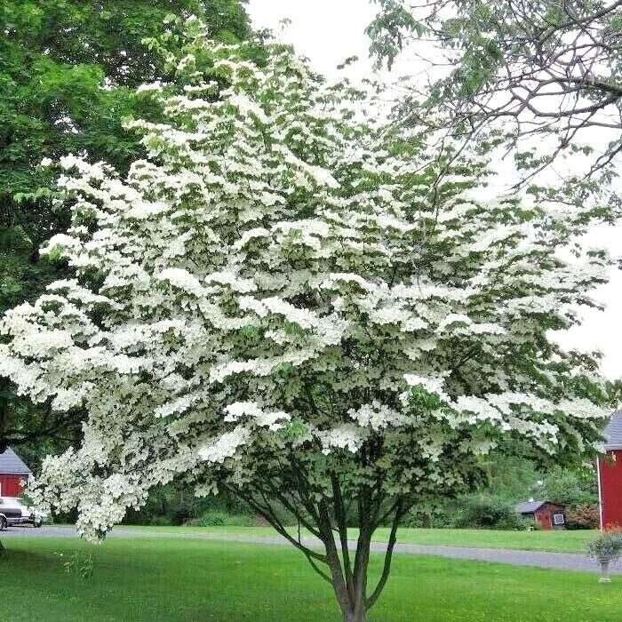 Korean Kousa Dogwood Cornus Kousa Ornamental Tree Seeds