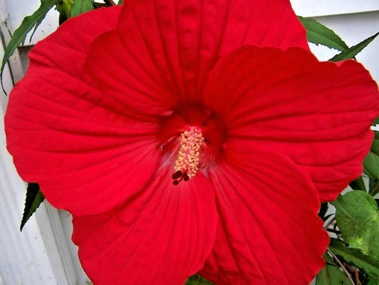 Luna Red Swamp Mallow Hibiscus Moscheutos Perennial Flower Seeds