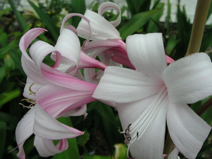 Crinum Lily Peachblow – Fragrant Fruit Seeds