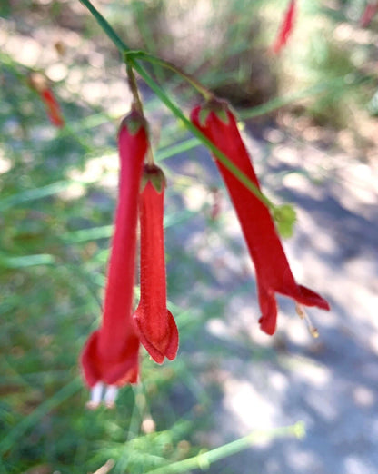 Gambelia Juncea Baja Bush – Hardy Snapdragon Flower Seeds