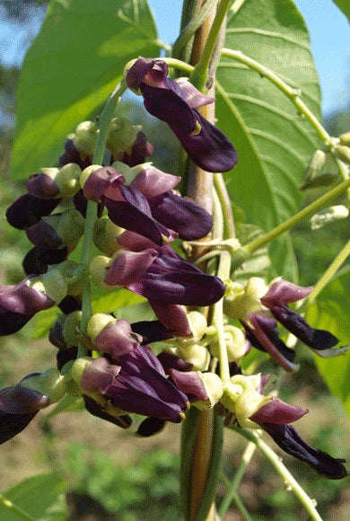 Mucuna Pruriens Velvet Bean Climbing Flower Seeds