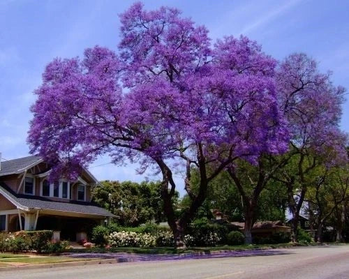 Royal Empress Tree – Perennial Fruit Seeds for Planting