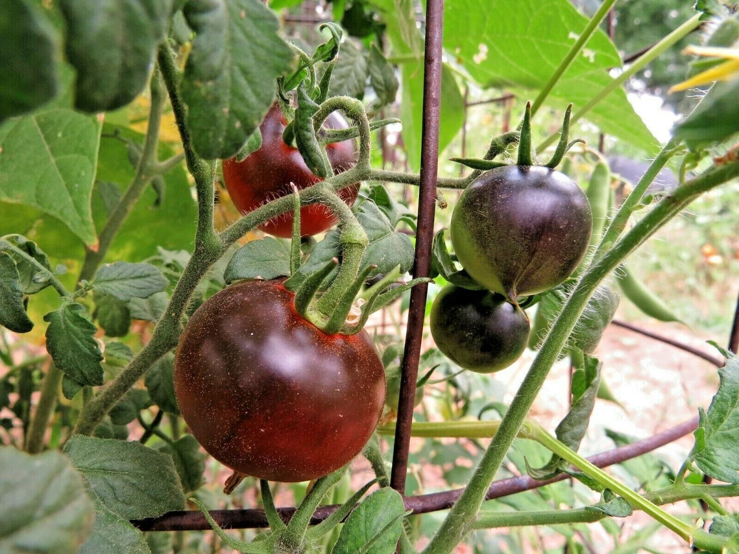 Heaven Oregon Tomato – Heirloom Vegetable Garden Seeds