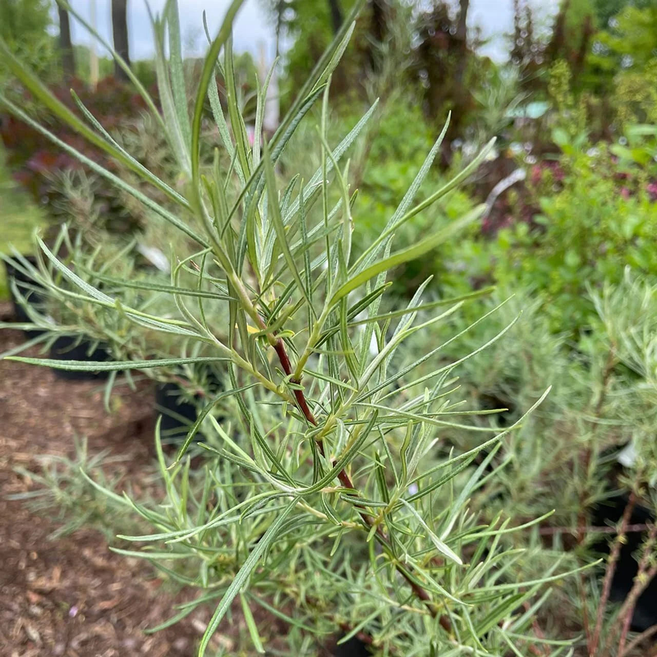 Rosemary Willow Tree Cuttings To Grow Attractive Landscape Or Privacy Bush