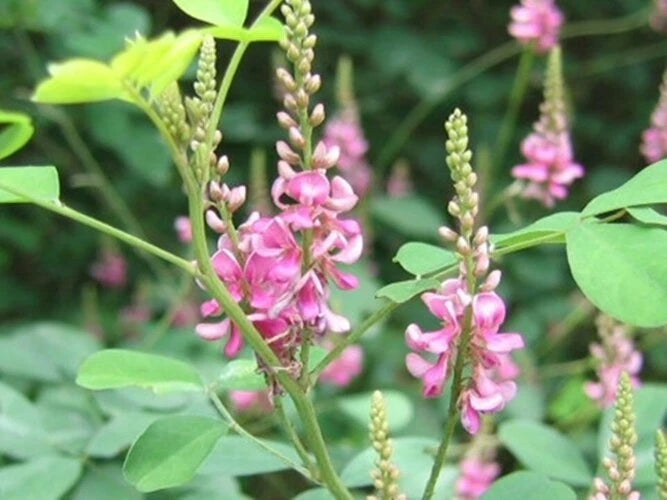 Indigofera Pseudo Tinctoria Chinese True Indigo Shrub Seeds Ground Cover – Garden Flower Seeds