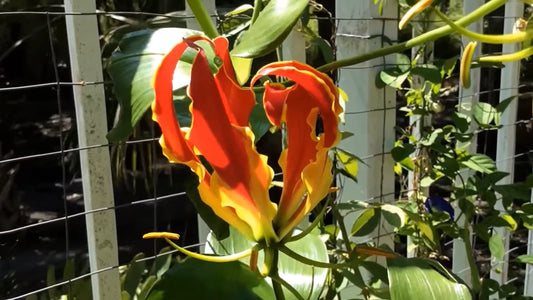 Glory Vine Gloriosa Superba – Climbing Flame Lily Garden Flower Seeds