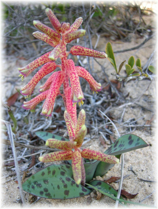 Lachenalia Rubida – South African Bulbous Flower Seeds
