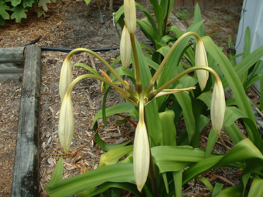 Crinum Lily Erubescens – Garden Flower Seeds