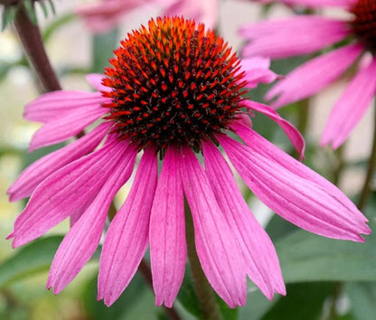 Coneflower Echinacea Purpurea – Purple Garden Flower Seeds