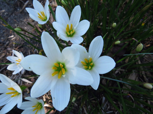 Rain Lily Zephyranthes Candida Wide Petals Habranthus - Flower Seeds
