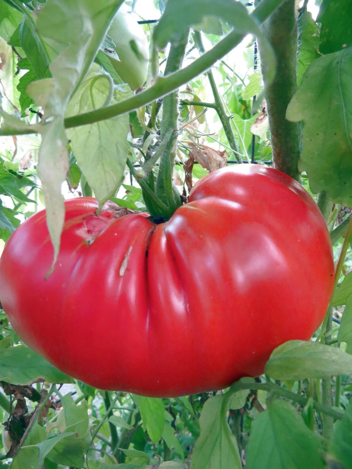 Olimp Malinovyi Tomato – Heirloom Vegetable Garden Seeds