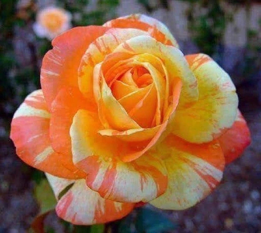 Orange White Rose – Perennial Garden Flower Seeds