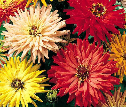 Zinnia Cactus Mixed Colors Zinnia Elegans – Bulk Garden Flower Seeds