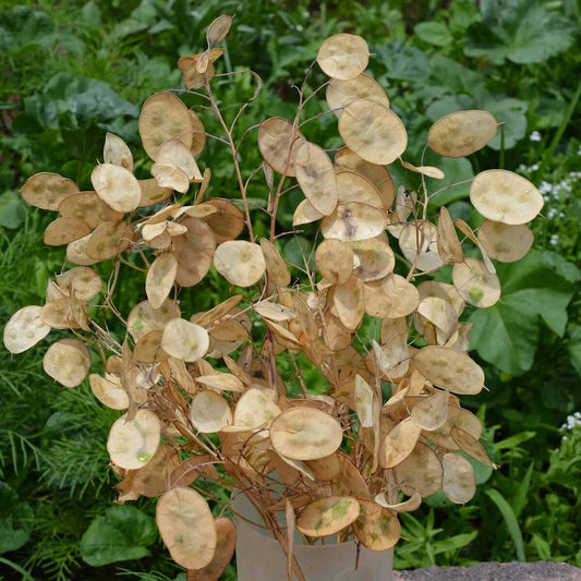 Money Plant Lunaria Annua – Wildflower Garden Seeds