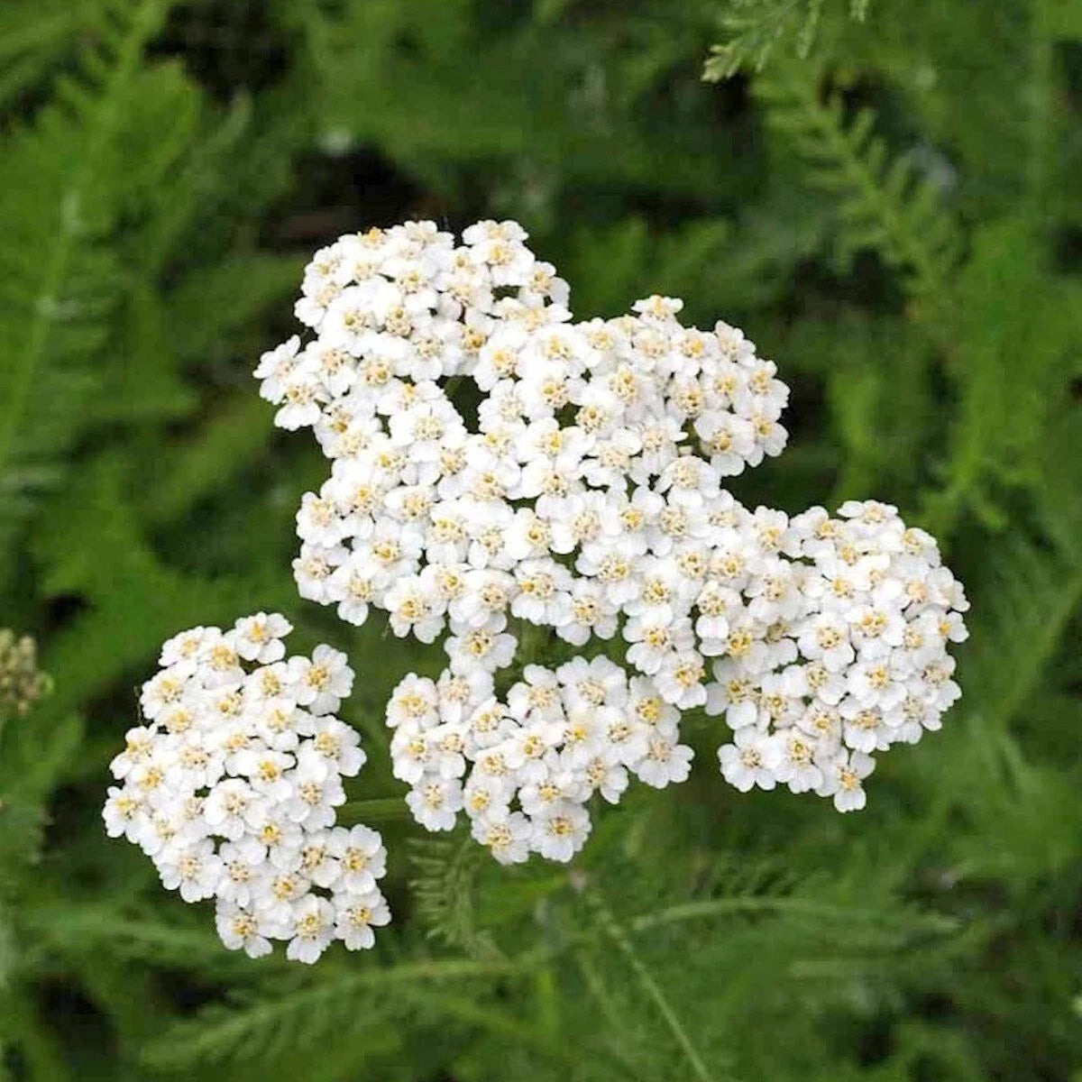 Western Yarrow – Hardy Wildflower Garden Seeds