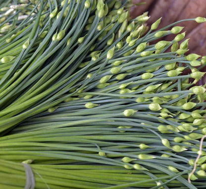 Garlic Chives Culinary Herb Vegetable Seeds for Planting