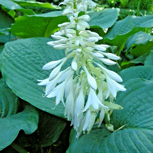 Sieboldiana Elegans Hosta Hardy Perennial Garden Flower Seeds