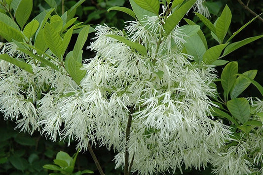Chionanthus Virginicus Tree – Flower Seeds
