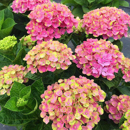 Hydrangea Flower Seeds Muti Color - Large Colorful Blooms Flower Seed