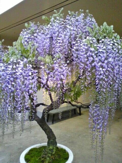 Purple Wisteria – Flowering Bonsai Tree Seeds