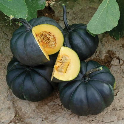 Black Pumpkin To Grow Stunning Black Kat Pumpkins – Vegetable Seeds