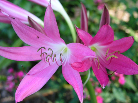 Crinum Lily Hannibals – Dwarf Flower Seeds for Planting