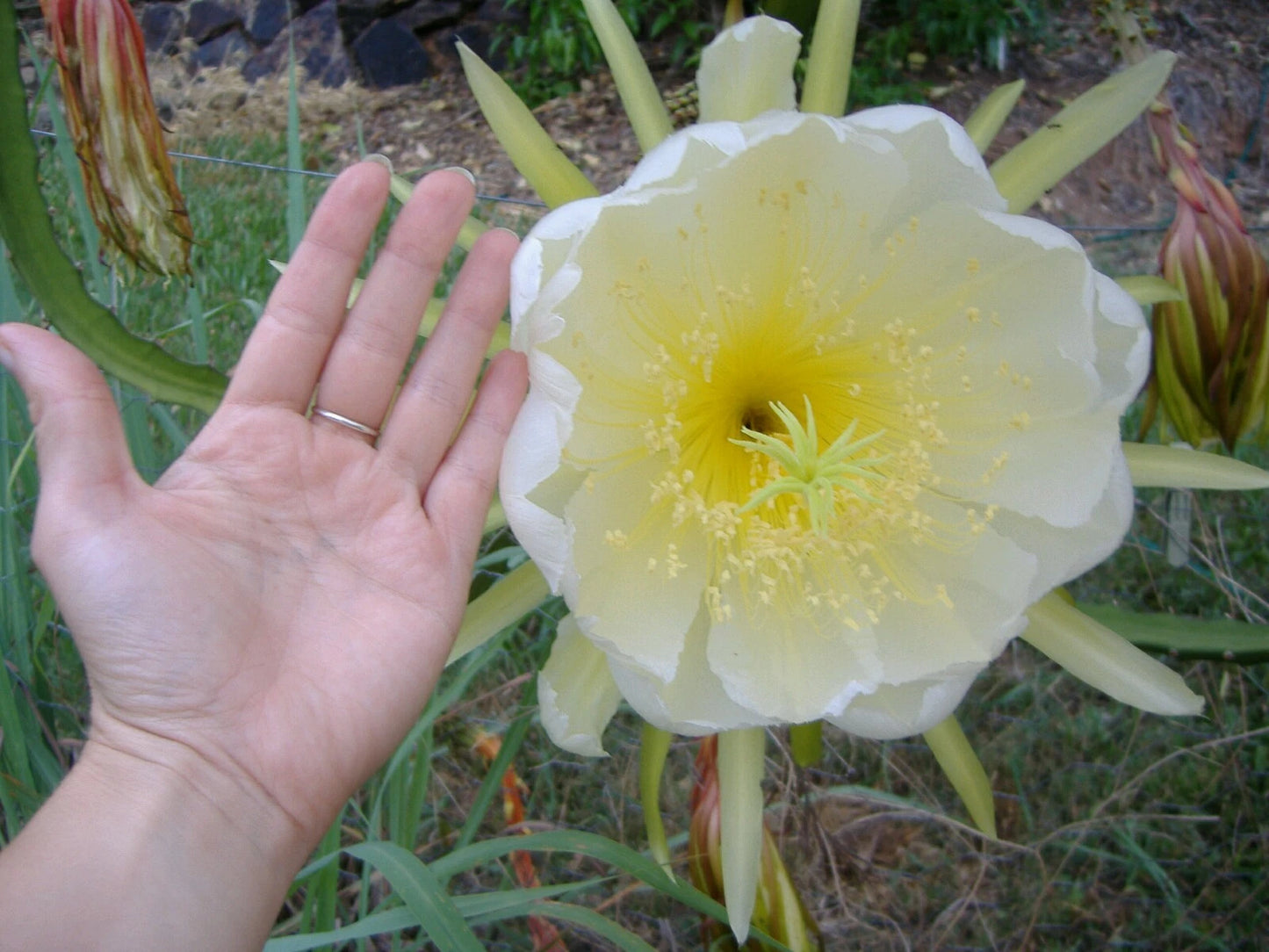 Dragon Fruit Pitaya – Fruit Garden Seeds with Spectacular Flowers