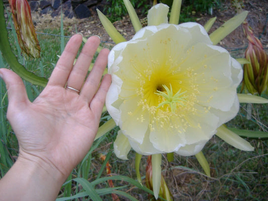 Dragon Fruit Pitaya – Fruit Garden Seeds with Spectacular Flowers