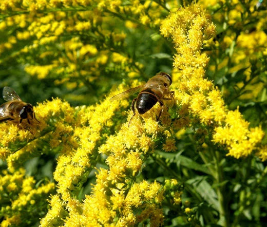 Canada Goldenrod Solidago Canadensis Tall Yellow Bloom Flower Seeds