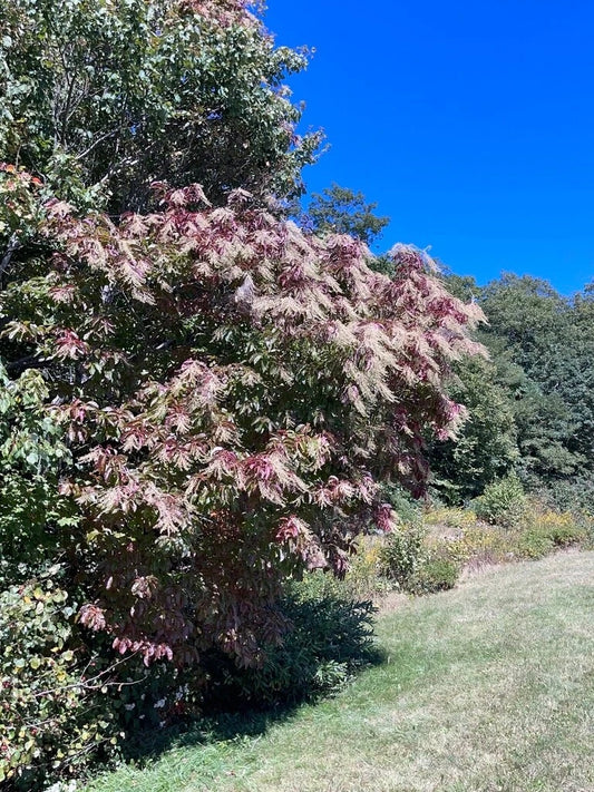 Lily of the Valley Sourwood Oxydendrum Arboreum Ornamental Tree Seeds