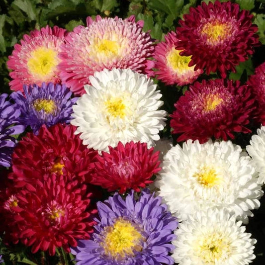Powder Puff China Aster – Colorful Wildflower Garden Seeds