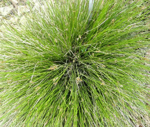 Sedge Bath Carex Davalliana – Ornamental Grass Seeds