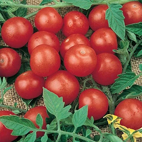 Tiny Tim Bonsai Tomato Dwarf Heirloom Seeds for Planting