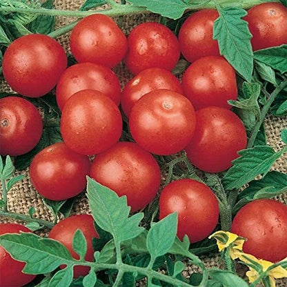 Tiny Tim Bonsai Tomato Dwarf Heirloom Seeds for Planting