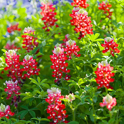 Texas Bluebonnet Lupinus Texensis – Maroon Red Flower Seeds