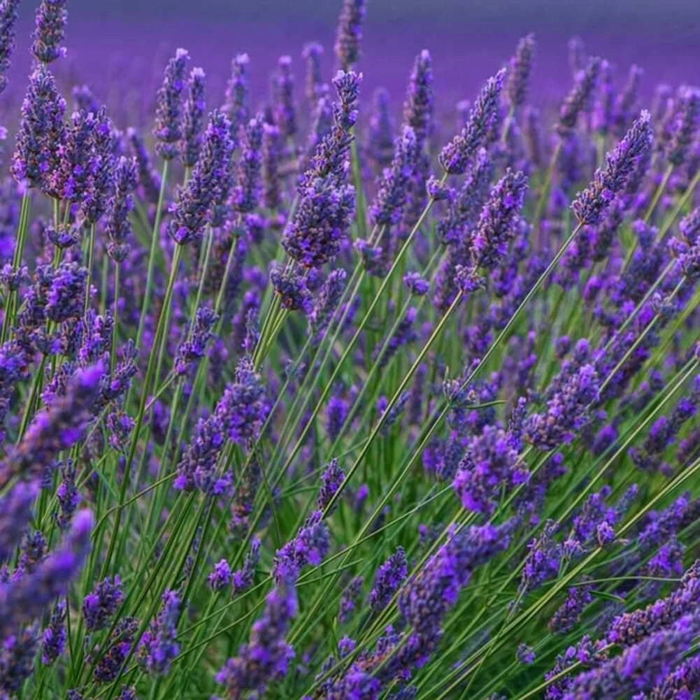 Vera Lavender – Fragrant Perennial Garden Flower Seeds