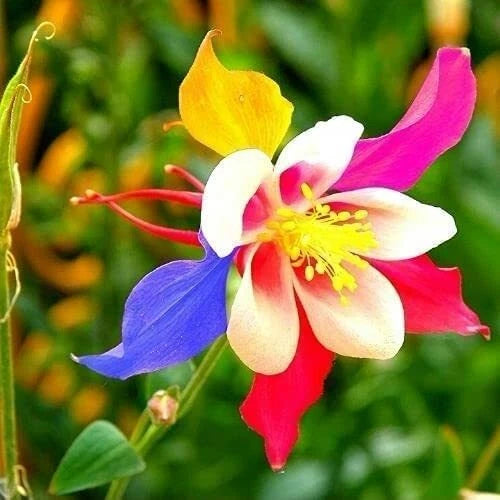 Multicolor Glass Columbine Perennial Flower Seeds