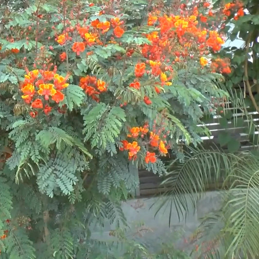 Caesalpinia Pulcherrima – Bird of Paradise Flowering Shrub Seeds