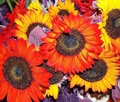 Sunflower Helianthus Annuus – Autumn Beauty Garden Flower Seeds