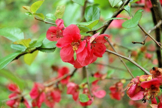 Phyllis Moore Flowering Quince Chaenomeles Speciosa – Ornamental Shrub Seeds