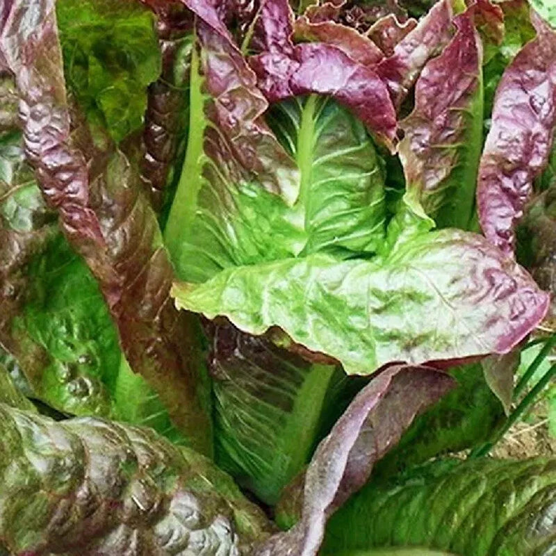 Red Romaine Lettuce – Garden Vegetable Seeds