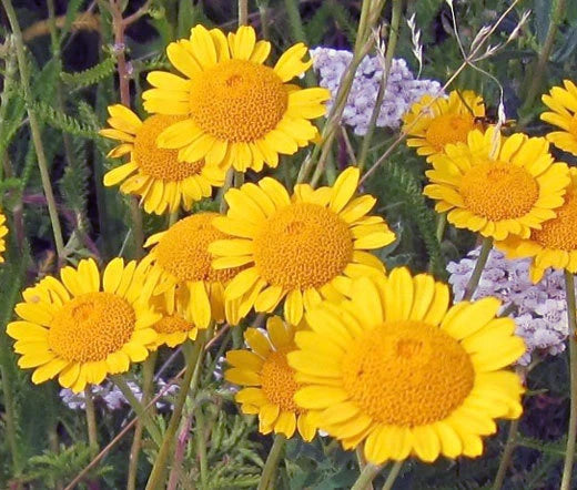 Marguerite Golden Anthemis Sancti-Johannis – Hardy Perennial Garden Flower Seeds