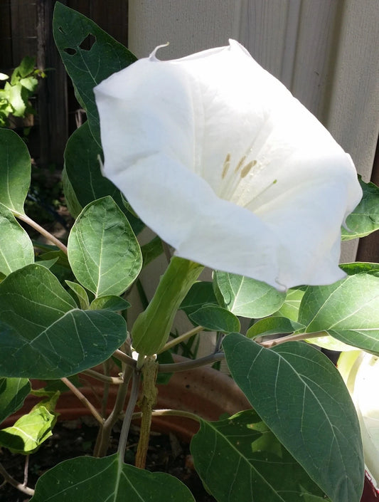Sacred Datura Moon Flower – Angel Trumpet Garden Flower Seeds