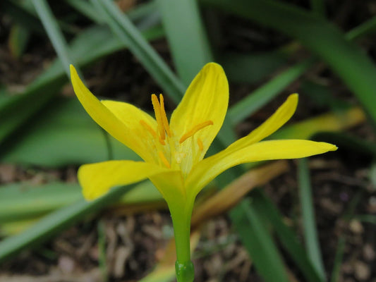 Rain Lily Zephyranthes Katherinae Var Lutea New Habranthus - Flower