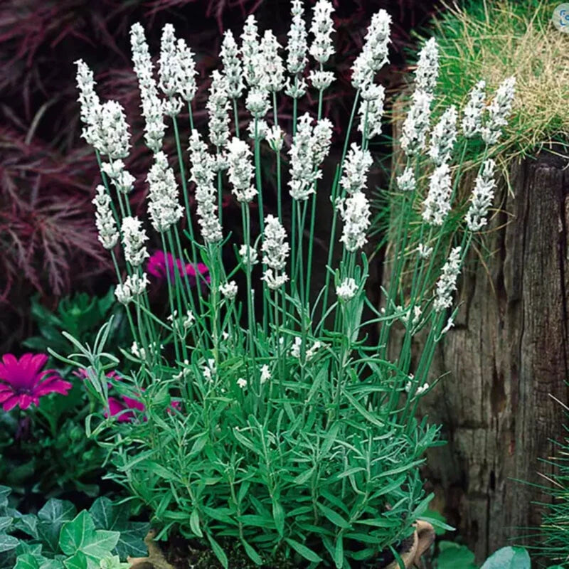 True English Lavender – Fragrant Perennial Flower Seeds