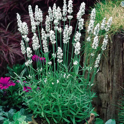 True English Lavender – Fragrant Perennial Flower Seeds
