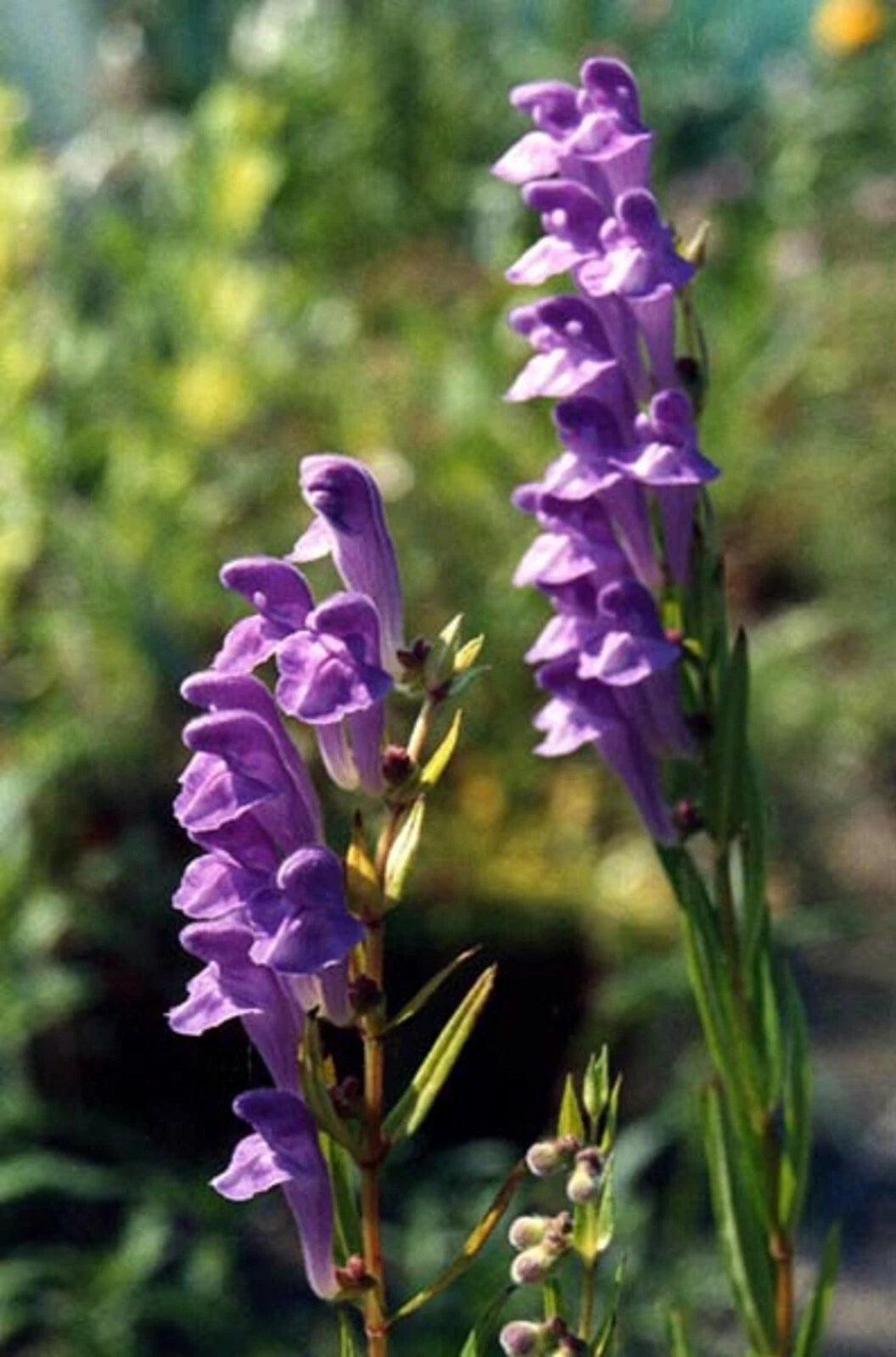 Scutellaria Baicalensis Baikal Skullcap Perennial Herb Seeds