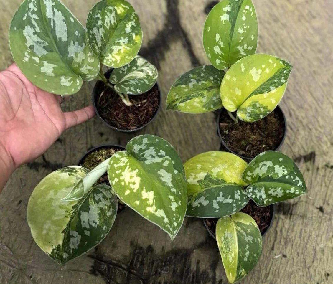 Scindapsus Sentarum Variegate Real Picture Rare Plant – Garden Flower Seeds